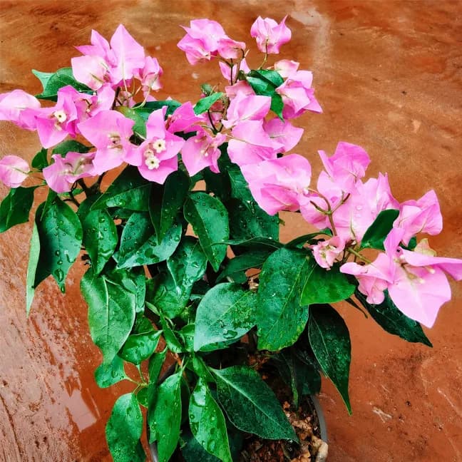 Vera Pink