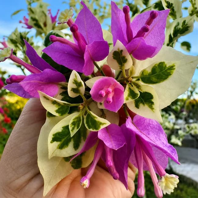 SSB Purple