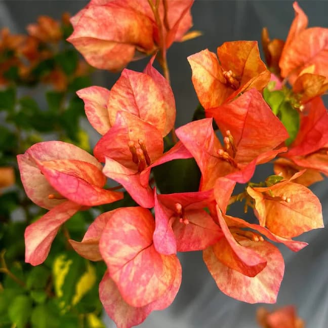 Orange September