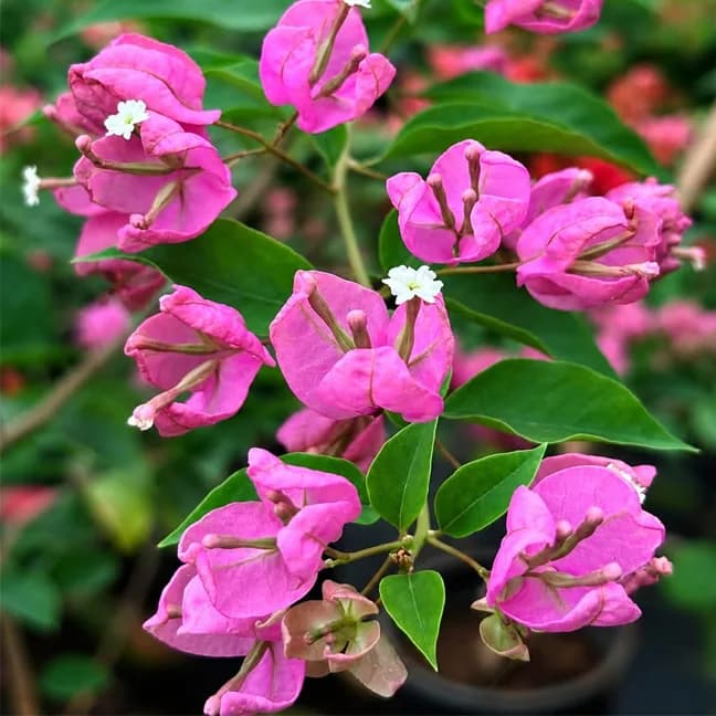 Tanglong Pink