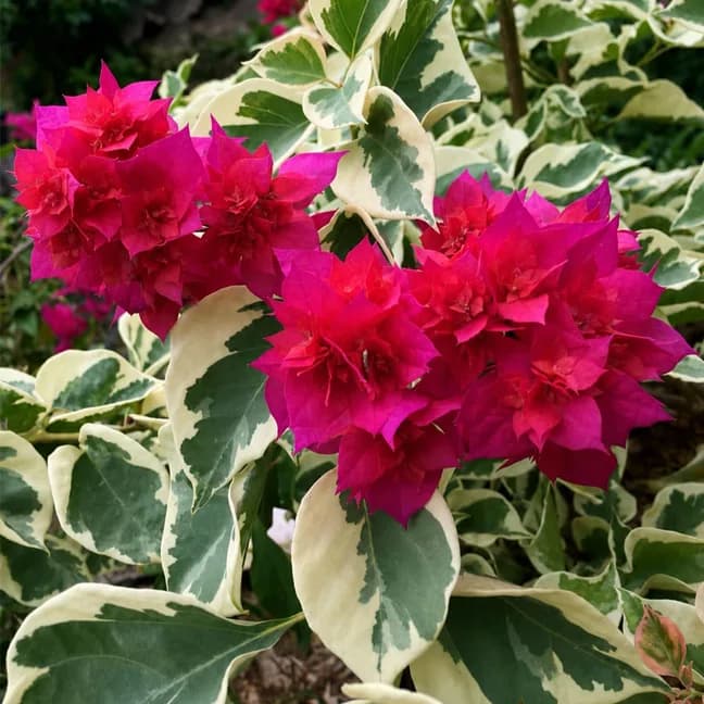 Mahara Variegated