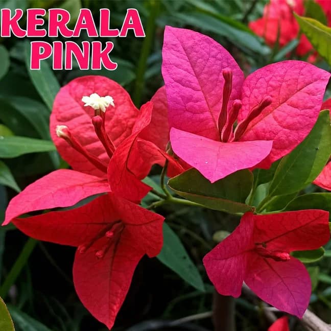 Kerala Pink