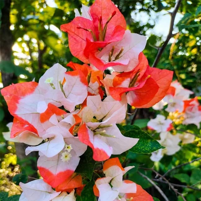 Maharani