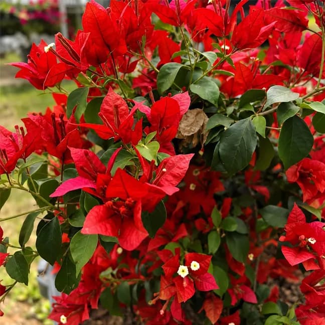 Brezza Red