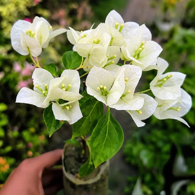 Cendai White