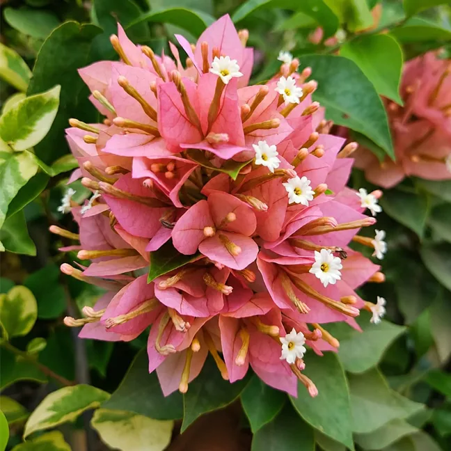 21 Jewel Peach / Pixie Peach