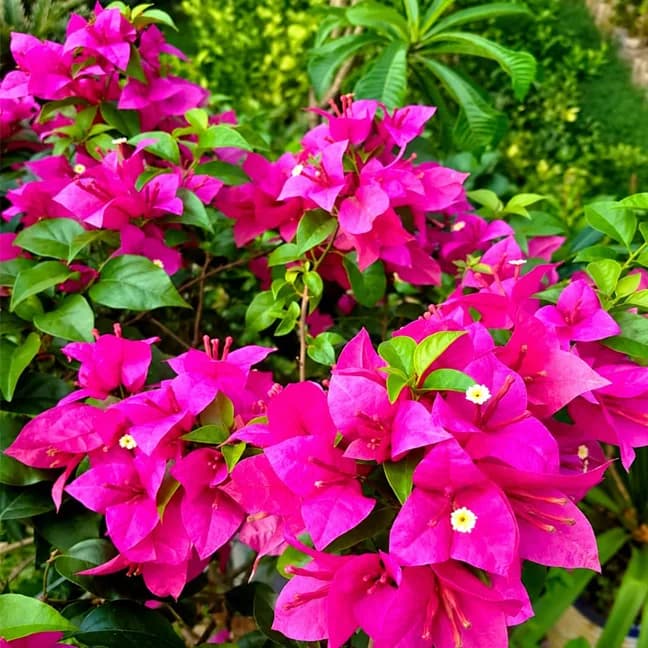 Singaporean Pink