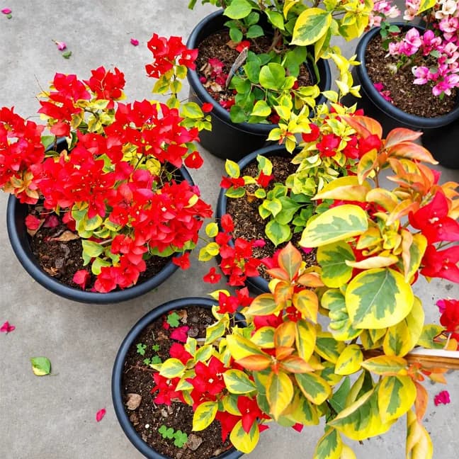 Mira Variegated