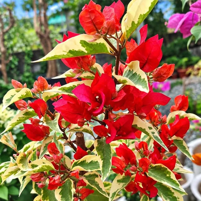Dragon Flame (Grafted)