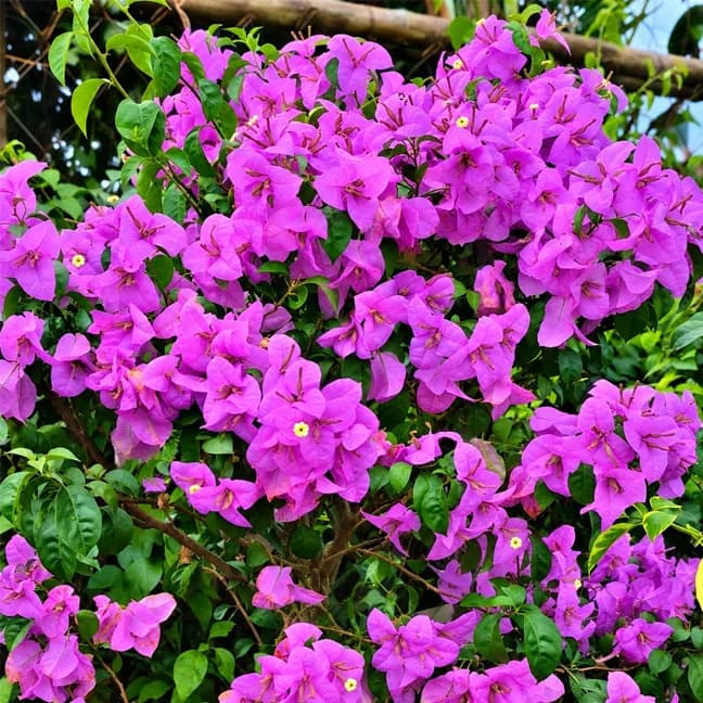 Formosa