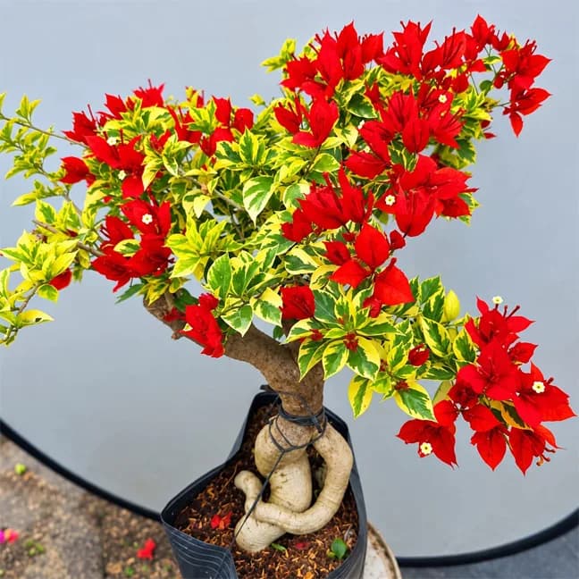 Brezza Red Variegated (Grafting)