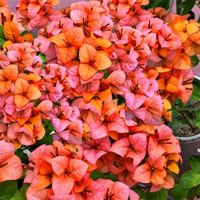 Foxtail Orange (Grafted)