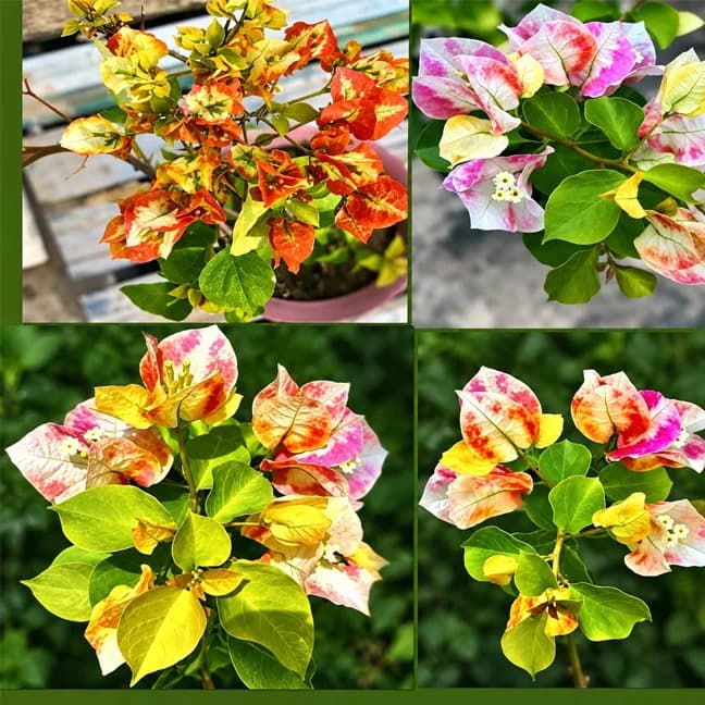 Golden Damia