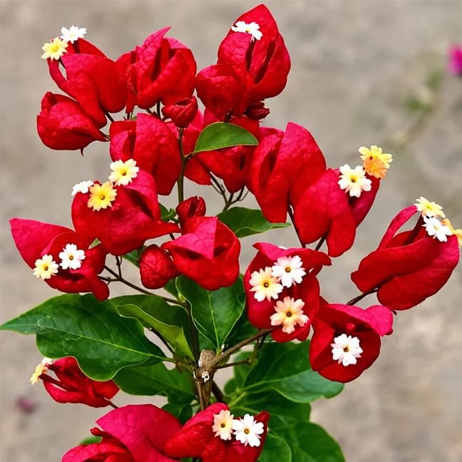 Tanglong Red