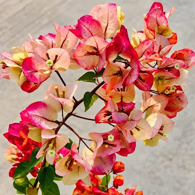 Thai Chitra