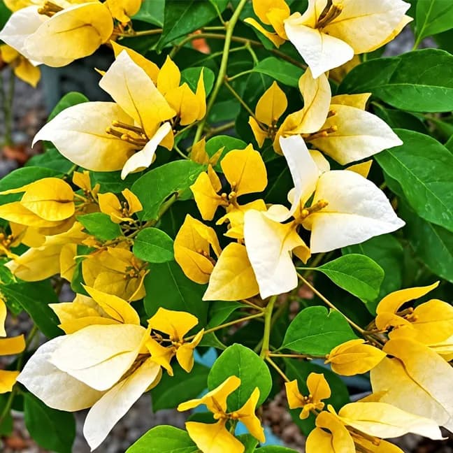 Foxtail Yellow
