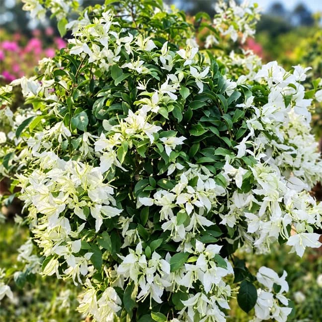 Butterfly White