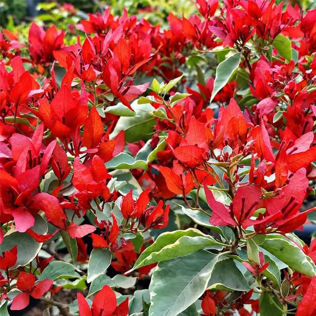 Silver Red