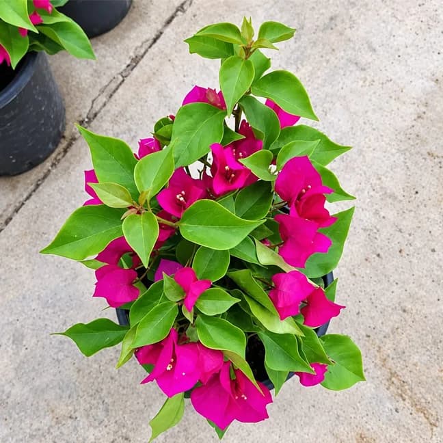 Vera dark Pink