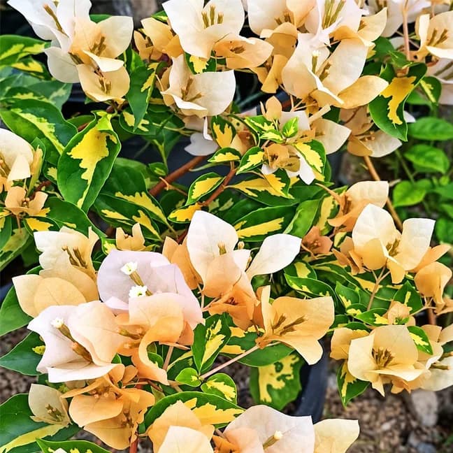 Thima Yellow