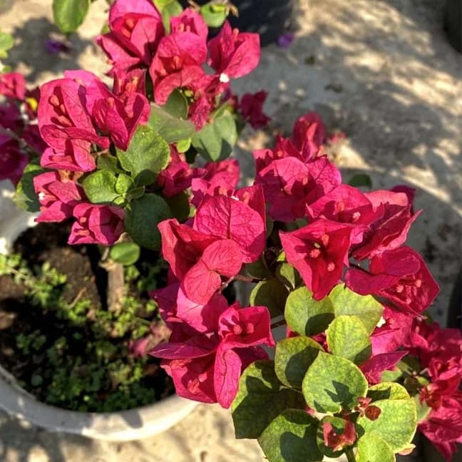 Chocolate Pink