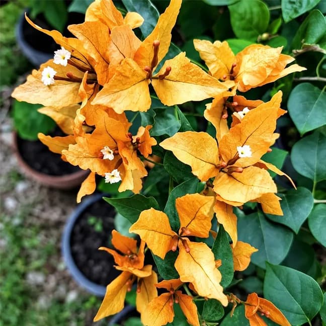 Butterfly Yellow