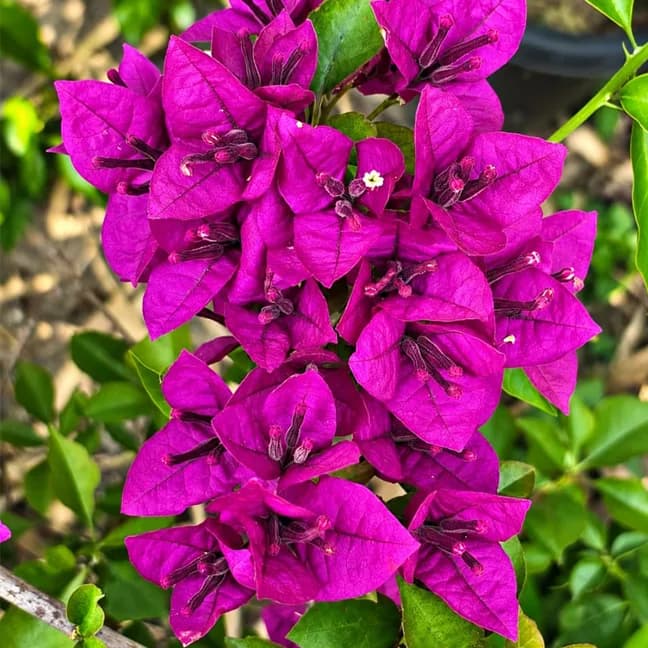 Deepest Purple