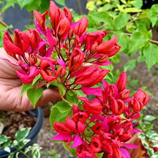 Chinese Lantern