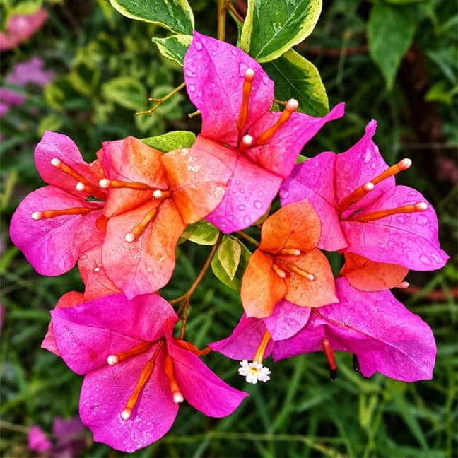 Rainbow Variegated