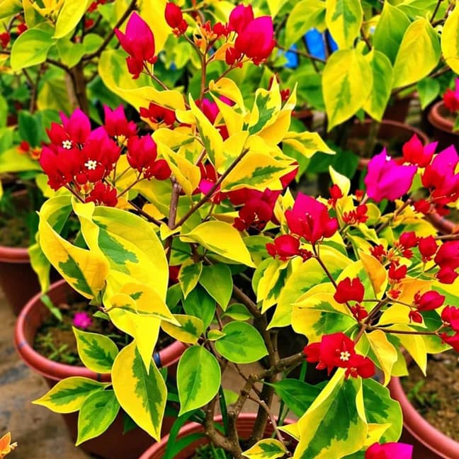 Red Wonder