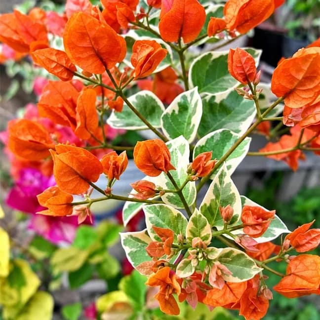 Sunset Orange