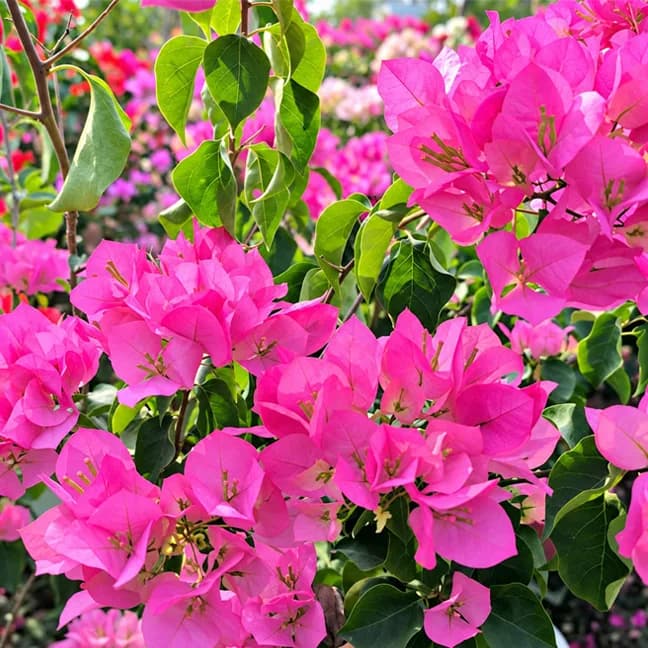 Thai Ball Pink