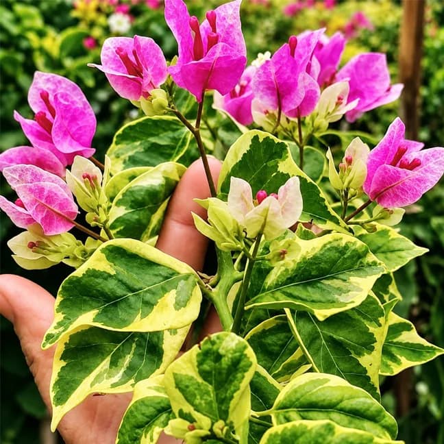 Violet September (v)
