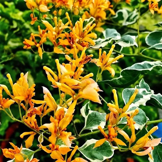Yellow Mashuri