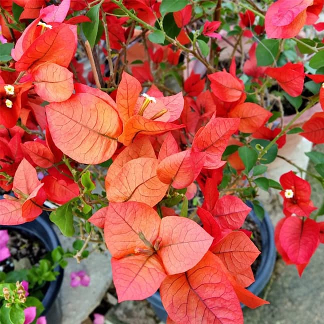 Kerala Red