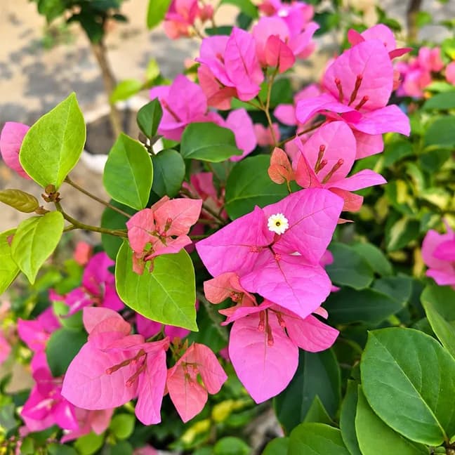 Thima Peach Normal