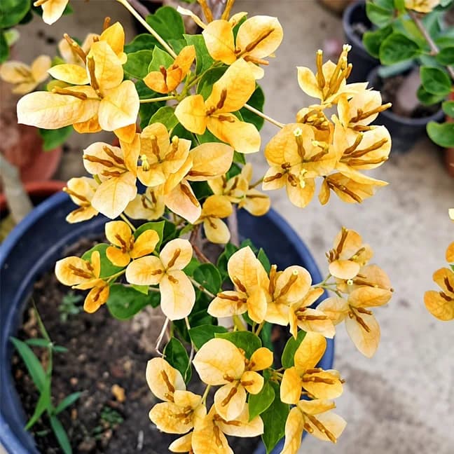Fatema Yellow