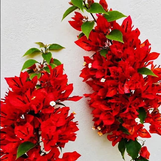 Foxtail Red