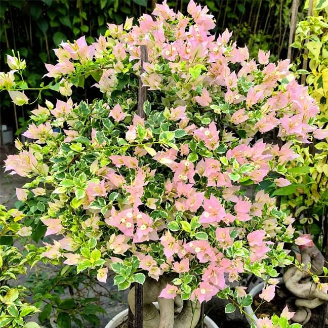 Golden Sakura