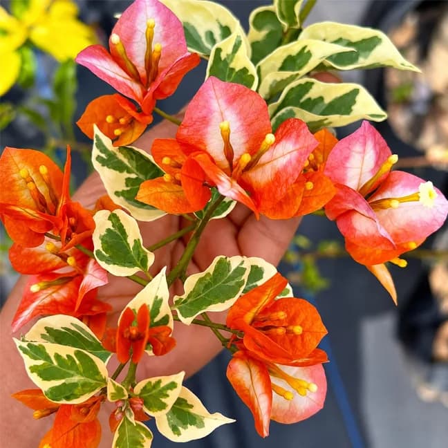Golden Sunshine Variegated