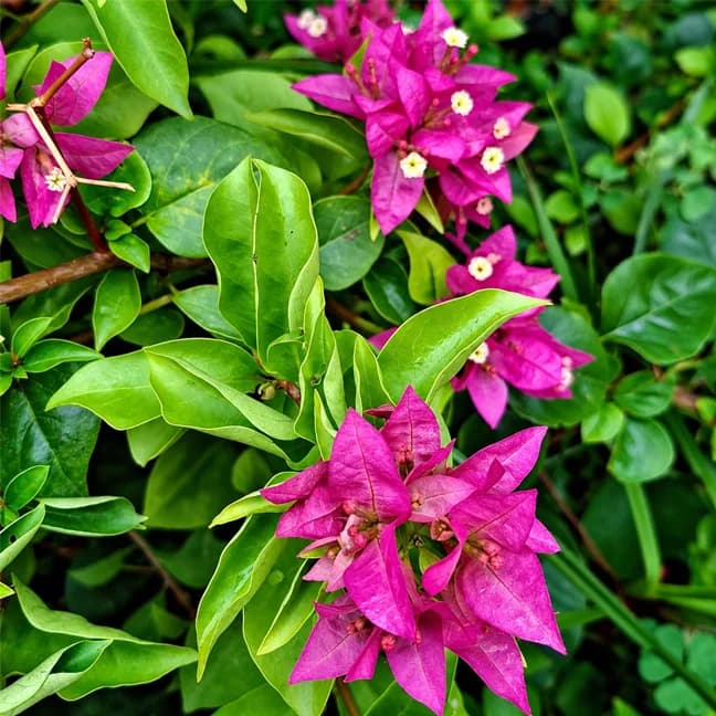 Kayata Magenta