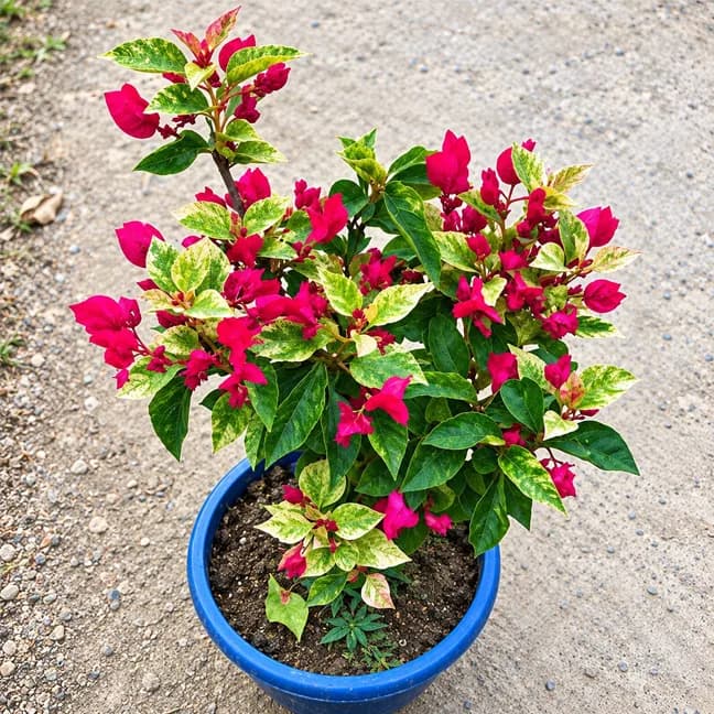 Jakirana Variegated