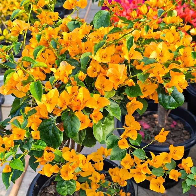 Lady Meri(California Gold)
