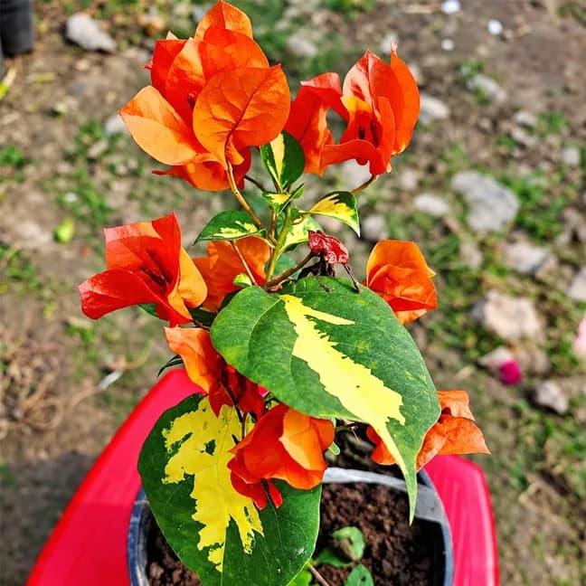 Thima Orange