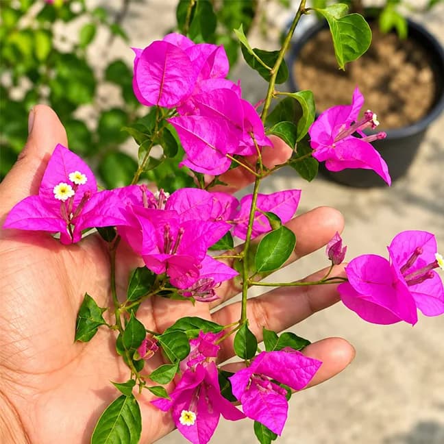 Brezza Purple