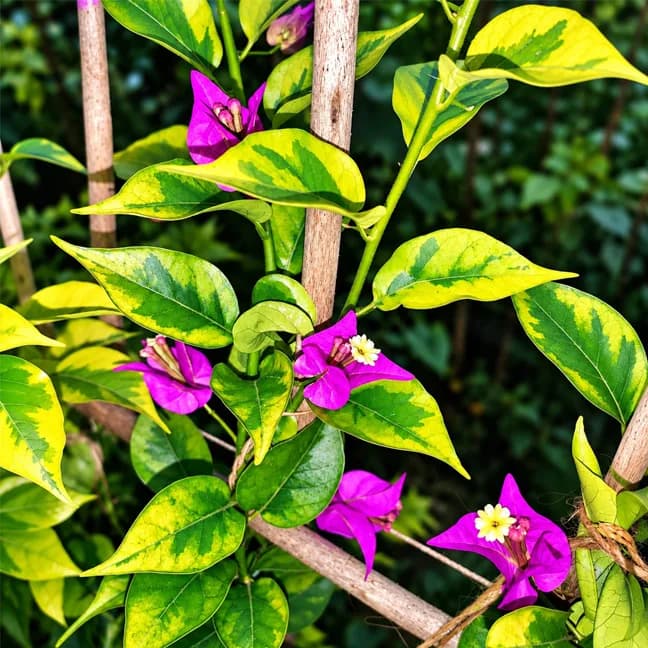 Purple Star Variegated