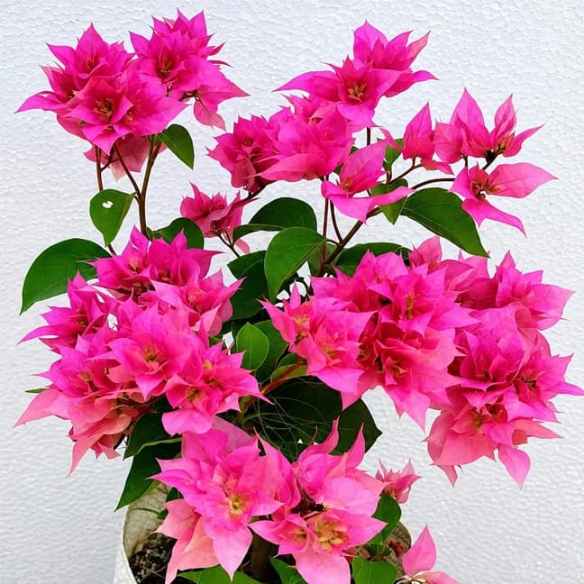 Los Benos Beauty