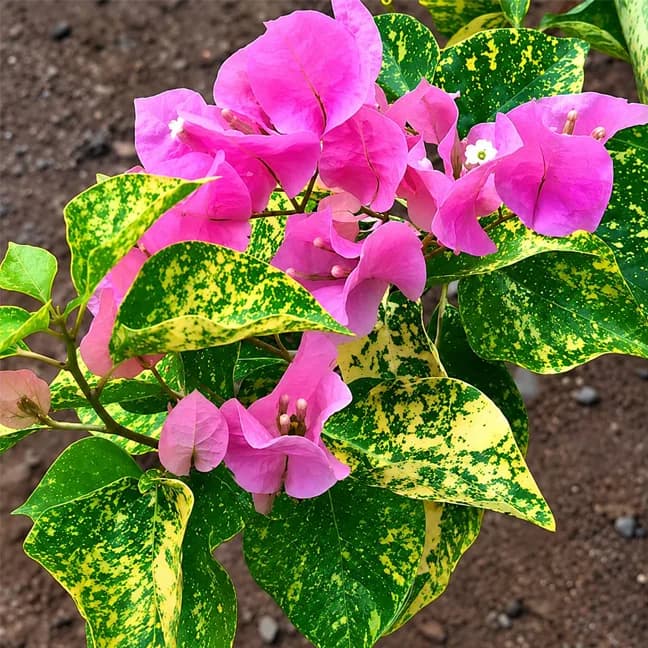 Pink Fantasy
