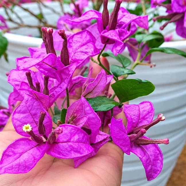 Twisted Purple