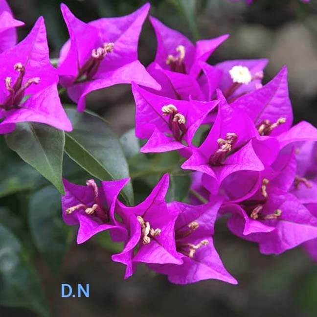 Purple Star